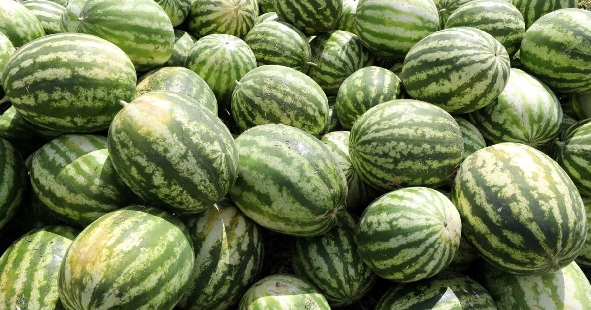Zu-niedrige-Preise-Bauern-lassen-Wassermelonen-auf-Feldern-verrotten