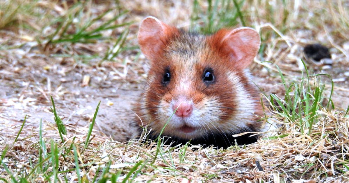 Warum-die-Wiener-Feldhamster-zur-Post-gehen