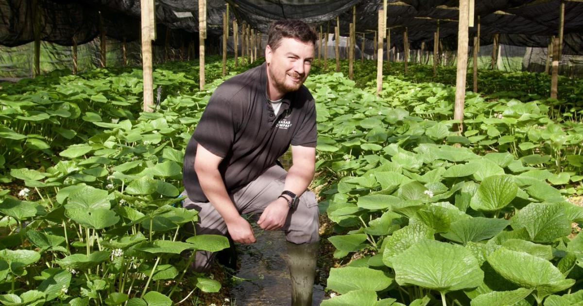 Gr-nes-Gold-Das-Erfolgsgeheimnis-des-britischen-Wasabi-Farmers