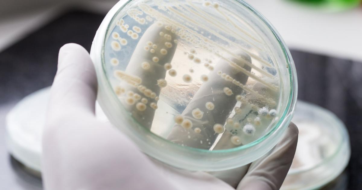 Lebensmittel-Arzneien-Neue-Ans-tze-f-r-die-Produktion-in-Zellkulturen