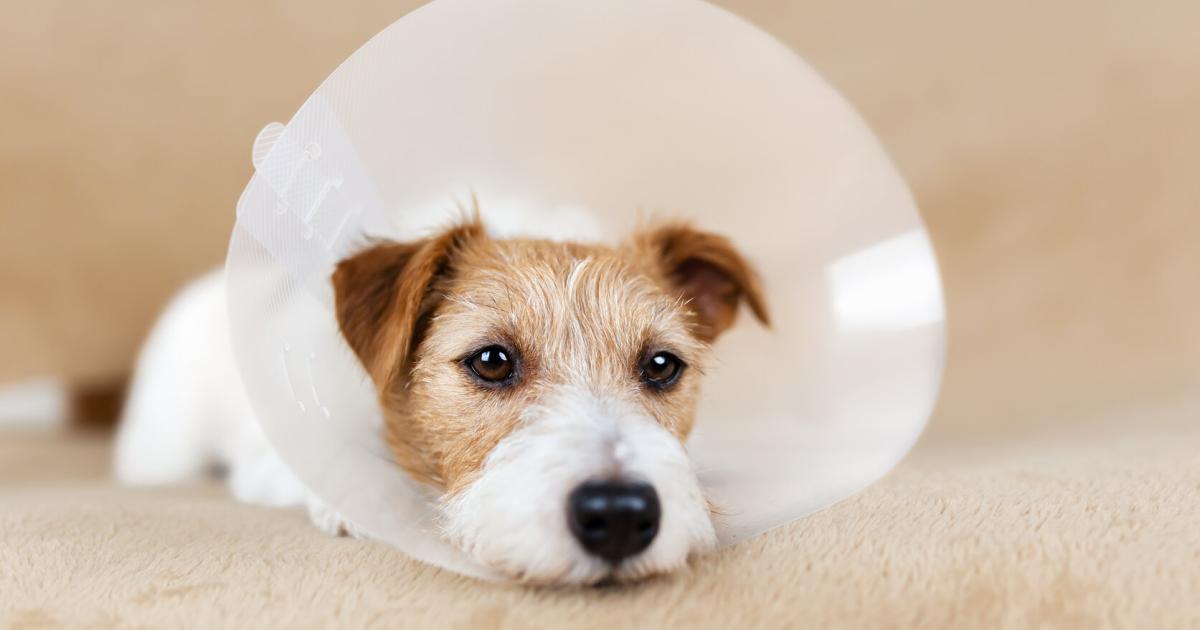 Tierbesitzer-aufgepasst-Neue-Notrufnummern-f-r-Hund-Katz-und-Pferd