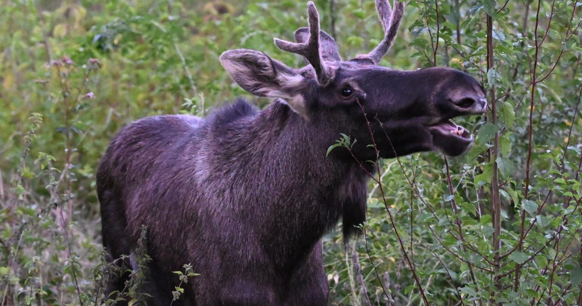 Arzt-warnt-vor-Unf-llen-Emil-hat-keine-berlebenschance-