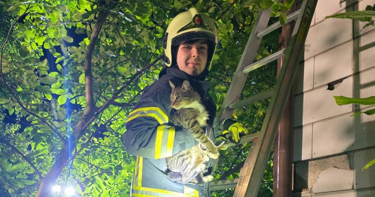 Tierisches-Wochenende-Feuerwehr-rettete-Schlange-und-Katze