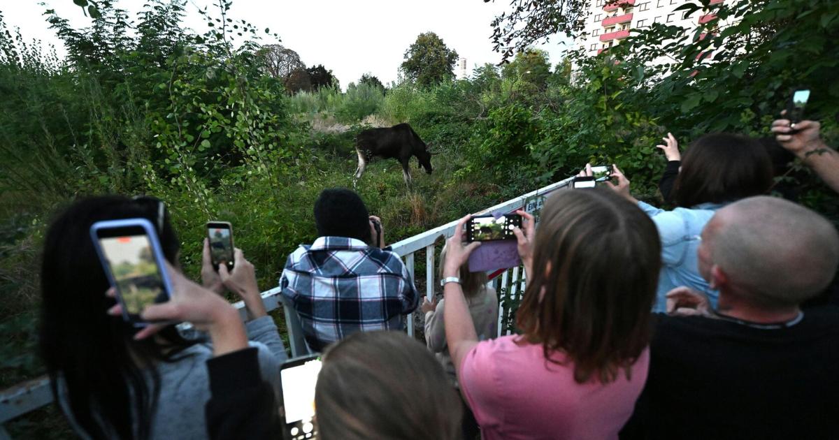 Elch-Emil-Warum-seine-Wanderung-wie-ein-interaktives-Spiel-ist