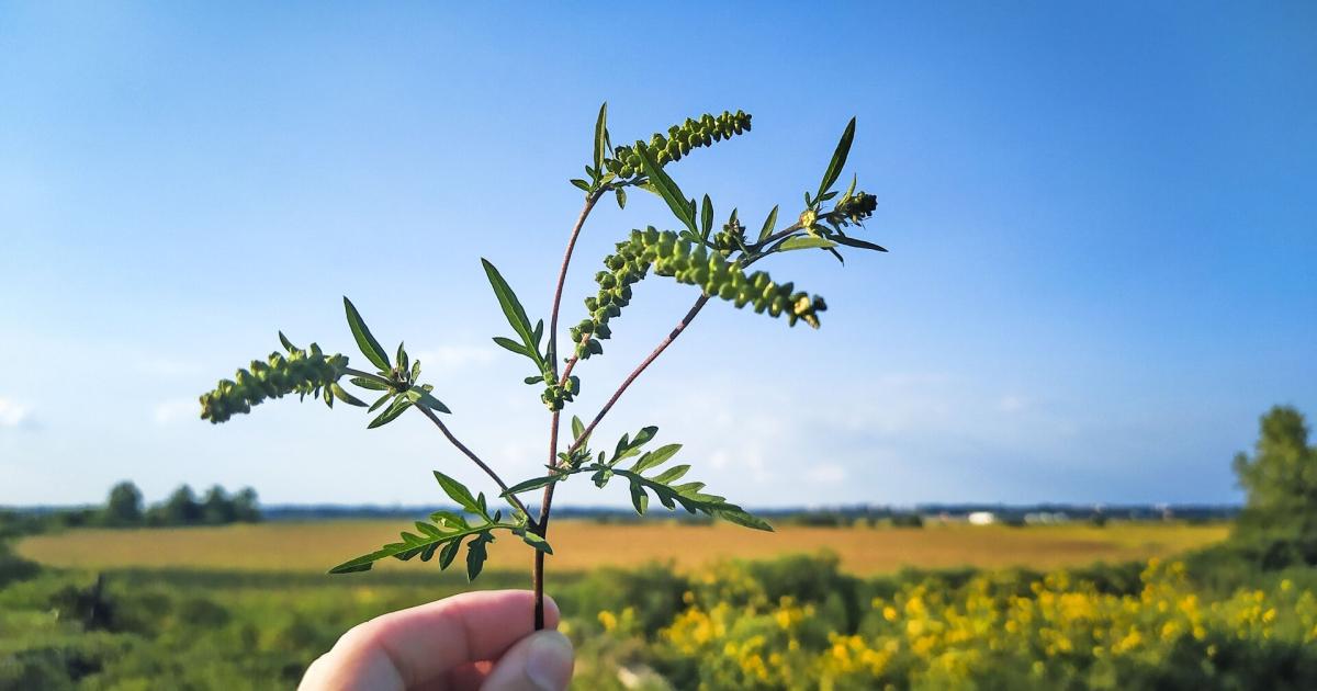 Pollenallergie-Was-jetzt-bl-ht-und-wo-Betroffene-sich-erholen-k-nnen