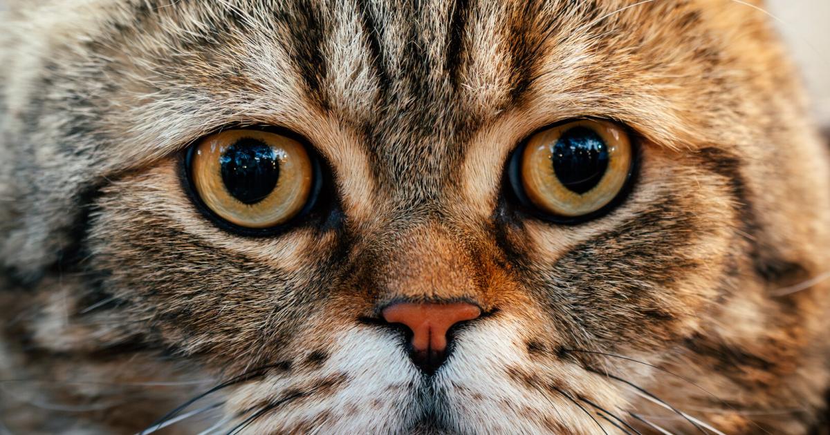 Achtung-an-Katzen-Besitzer-Tierqu-ler-im-Bezirk-Amstetten-weiter-aktiv