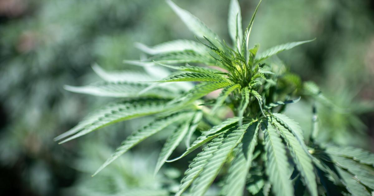 K-rnten-Polizei-findet-1-2-Kilo-Cannabis-bei-Fahrzeugkontrolle