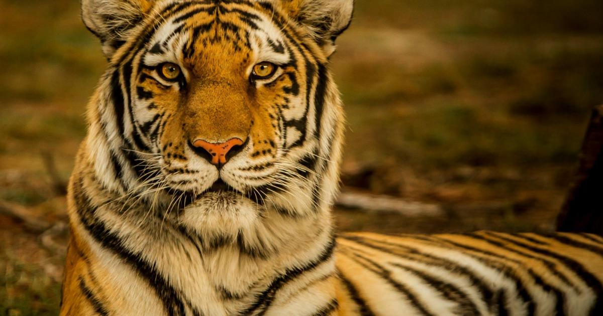 Vor-den-Augen-von-Frau-und-Tochter-Mann-37-in-USA-von-Tiger-get-tet