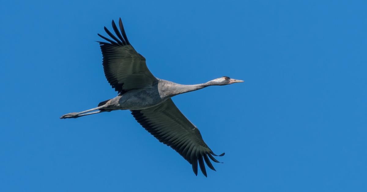 Naturschauspiel-am-Himmel-ber-sterreich-steht-bevor