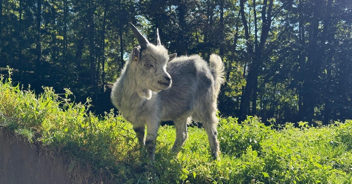 Putziger-Neuzugang-Merlo-soll-f-r-Nachwuchs-sorgen