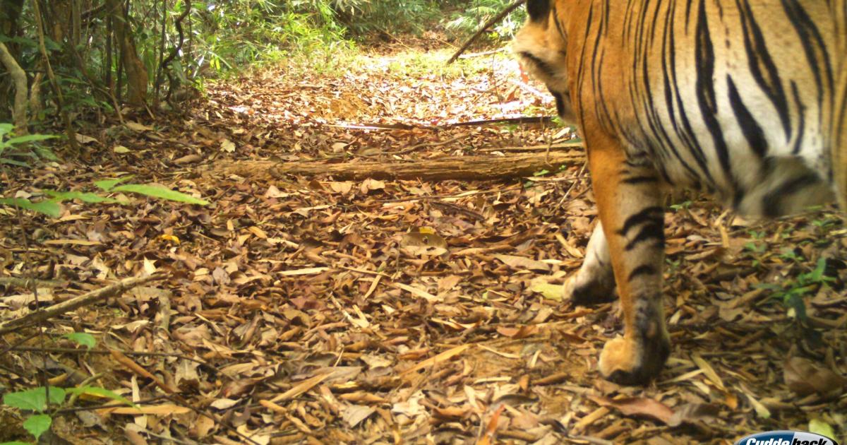 Tigerz-hne-als-Talisman-Wof-r-die-Tierteile-verwendet-werden