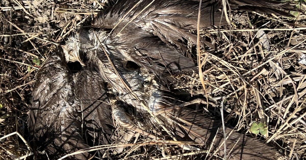 Giftanschlag-auf-Kaiseradler-87-J-hriger-muss-in-N-vor-Gericht