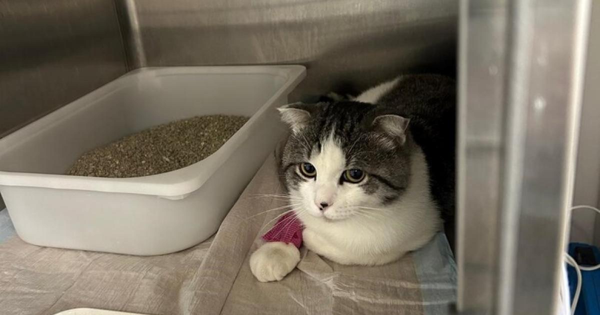 Spendenaufruf-in-N-Unfall-Kater-Aelfric-k-mpft-sich-zur-ck-ins-Leben