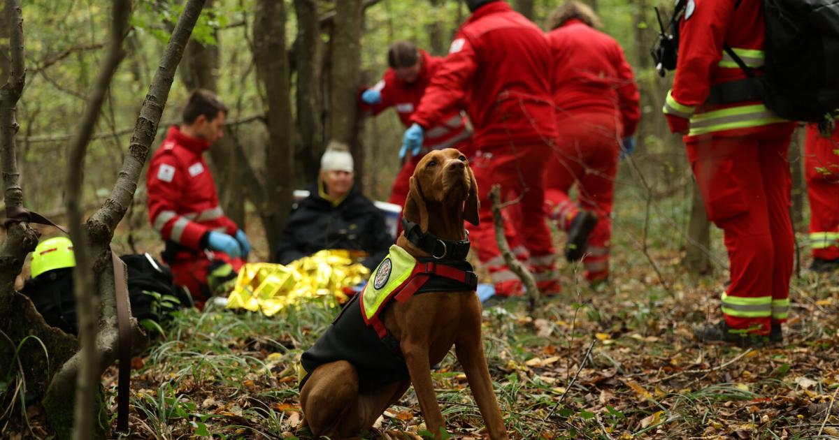 Einsatz-f-r-die-Rettungshunde-Mensch-und-Tier-als-Lebensretter