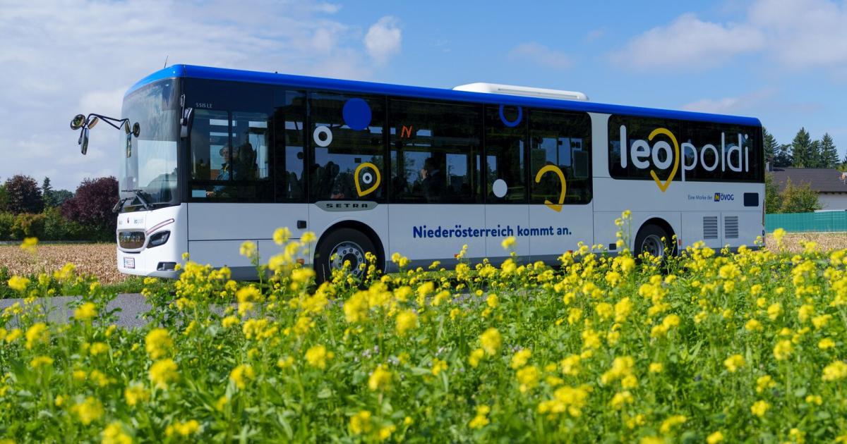 Warum-die-Busse-in-Nieder-sterreich-jetzt-Leopoldi-hei-en