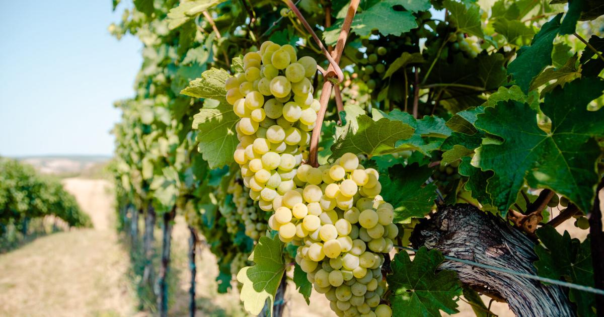 Die-Weinlese-2025-bringt-in-N-ein-lebendiges-Weinderl-
