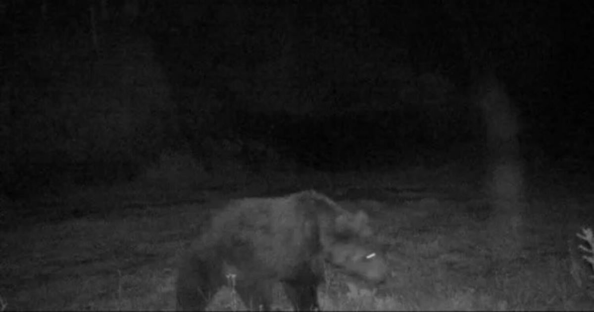 B-r-von-Wildtierkamera-in-Tirol-aufgenommen
