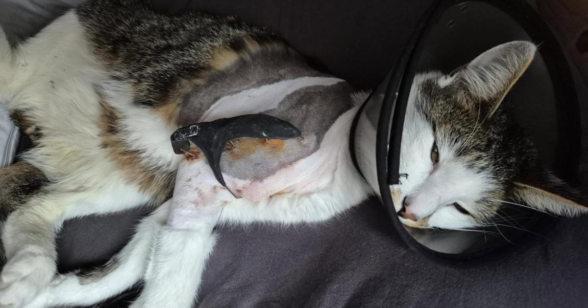 Getreten-vergiftet-verschwunden-Verdacht-auf-Tierqu-lerei-in-Melk