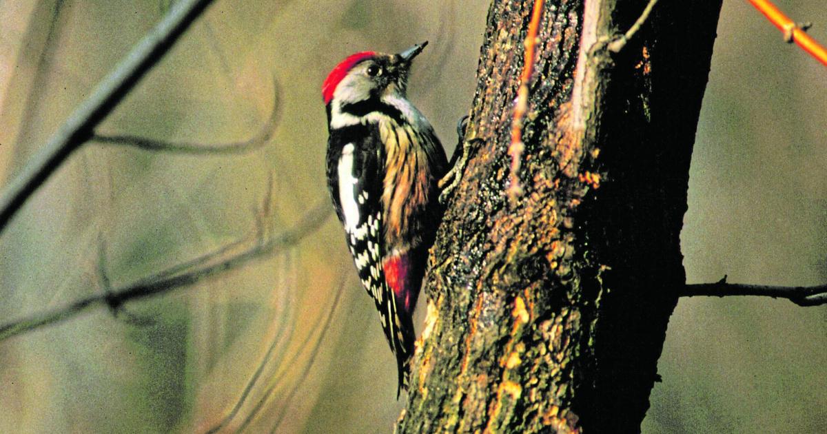 Specht-und-Fledermaus-bringen-Donaubr-cke-schon-vor-Bau-ins-Wanken