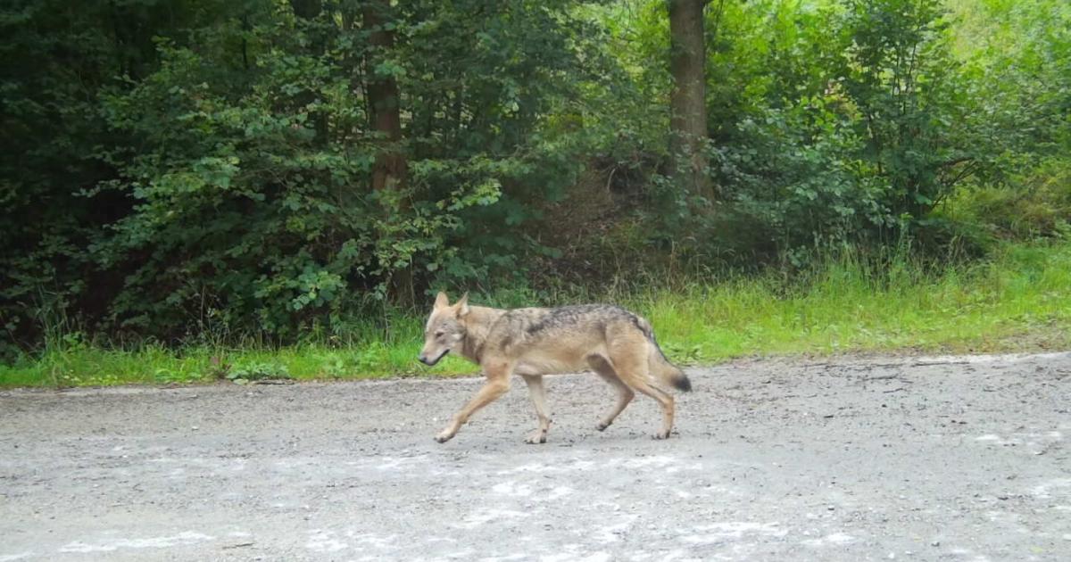 Ur-W-lfe-aus-Allentsteig-spurlos-verschwunden