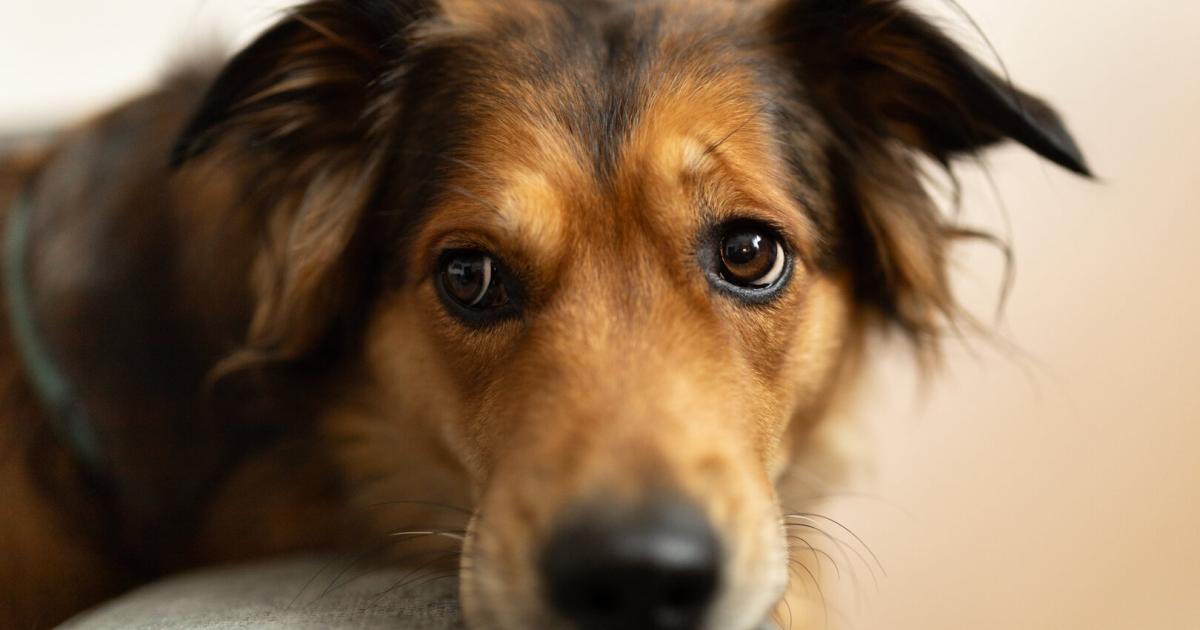 Tiercoach-So-finden-Sie-im-Tierschutz-den-richtigen-Vierbeiner