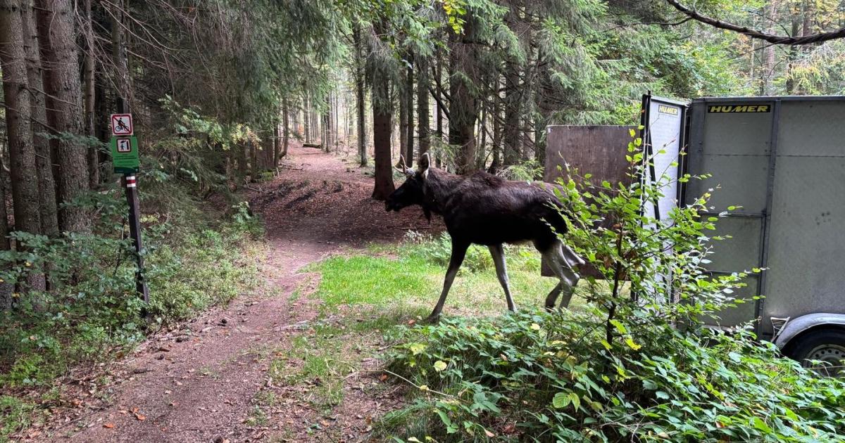 Vor-49-Tagen-weggebracht-Wie-es-Elch-Emil-im-B-hmerwald-geht
