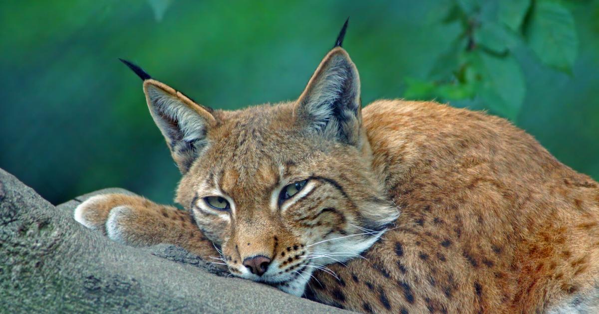 Tierisches-Comeback-in-sterreich-Von-B-r-Elch-und-echten-Heimkehrern