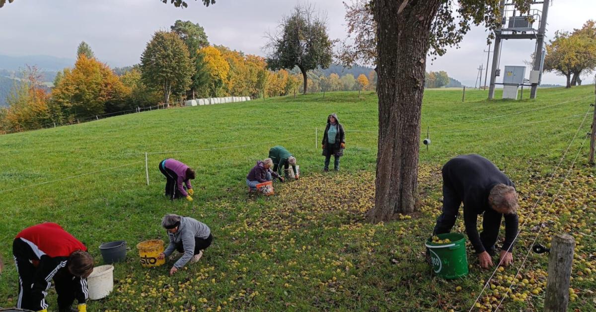 Mostbirnenernte-entt-uscht-die-Erwartungen-der-Obstbauern
