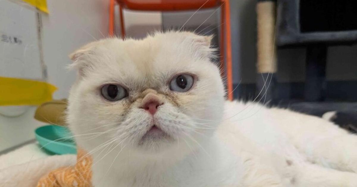 Scottish-Fold-Katzen-Zum-Leiden-gez-chtet