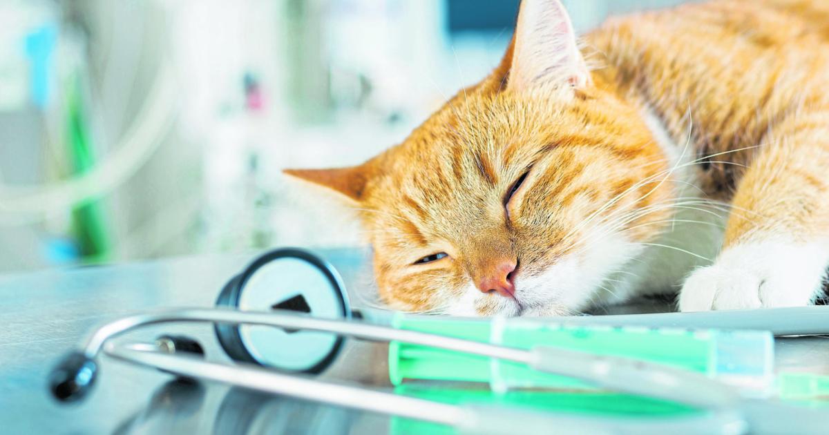 Tiercoach-Was-ein-R-ntgen-bei-Haustieren-bringt