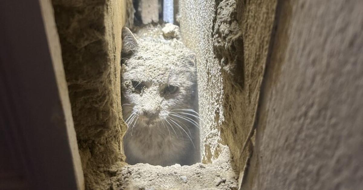 K-tzchen-Crazy-in-Not-Spektakul-re-Rettung-durch-die-Feuerwehr