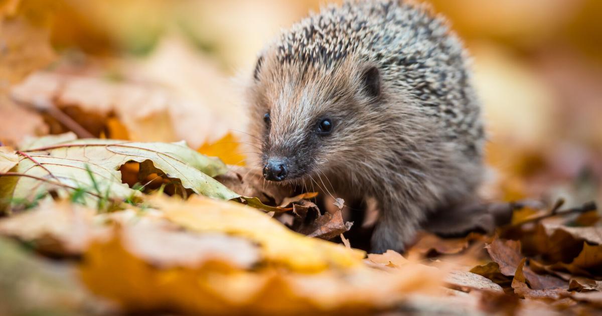 Igel-in-Wien-Wo-sie-sich-am-wohlsten-f-hlen