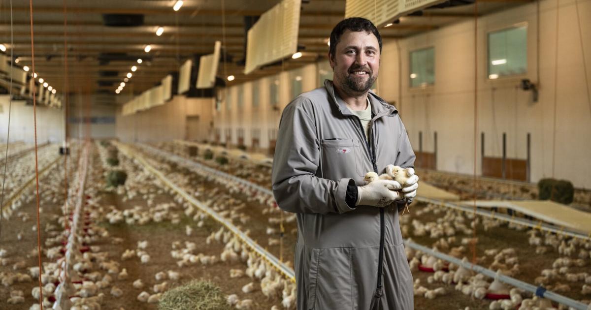 Vogelgrippe-als-Wermutstropfen-f-r-preisgekr-nten-Gefl-gelz-chter-aus-N-