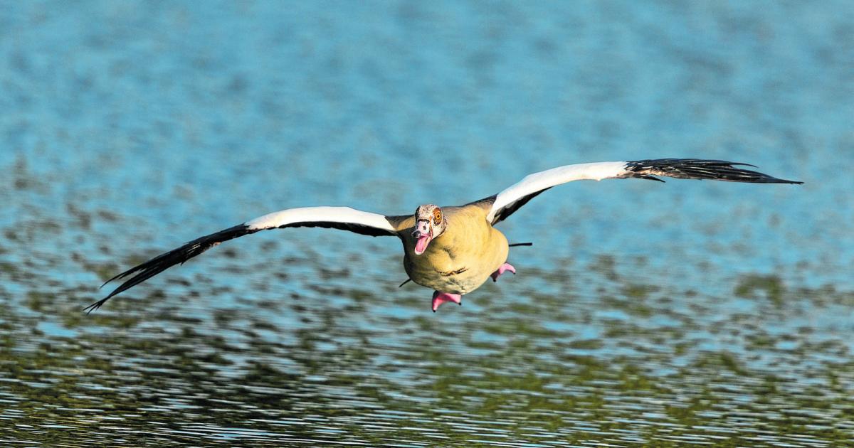 Warum-die-Nilgans-in-sterreich-nicht-willkommen-ist