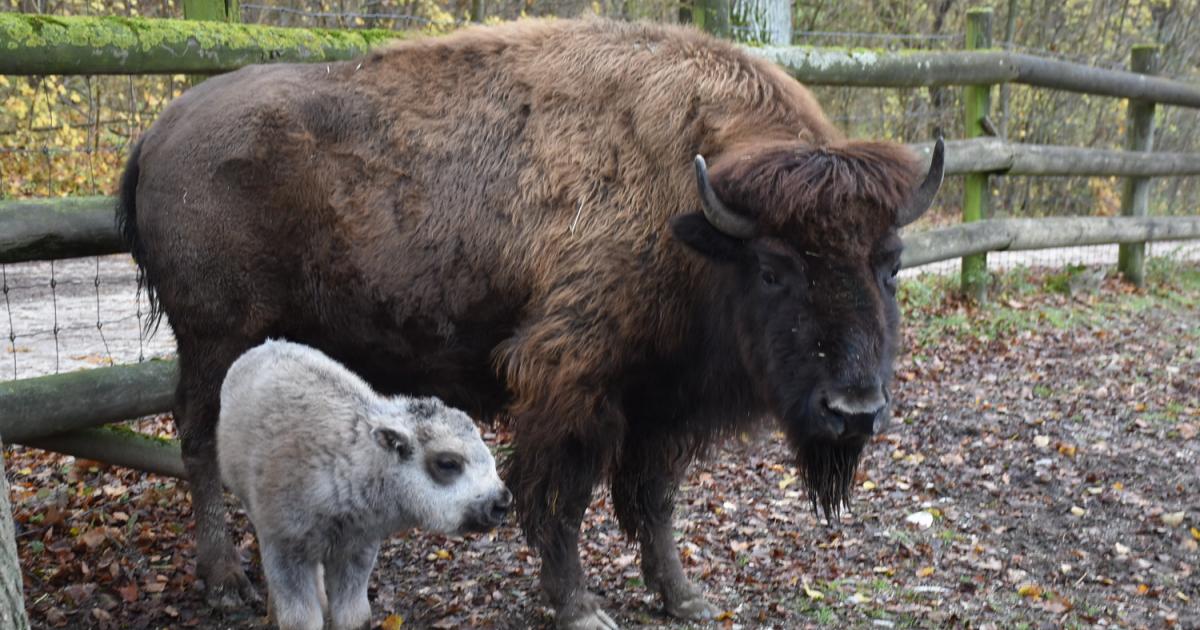-Au-ergew-hnliche-Fellfarbe-Tierpark-freut-sich-ber-Nachwuchs