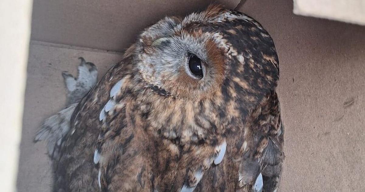 Feuerwehr-in-Amstetten-rettete-Kautz-Harry-Hotter-aus-einem-Kaminrohr