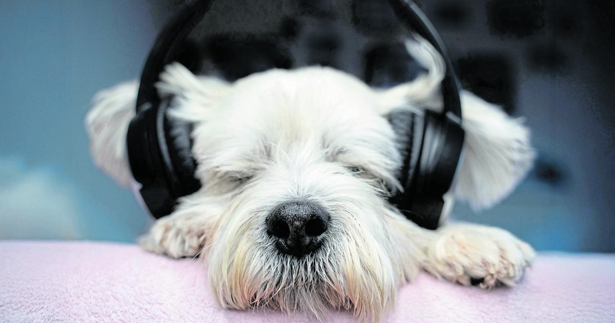 Silvester-Tipps-f-r-Haustierhalter-So-bleibt-Ihr-Vierbeiner-entspannt