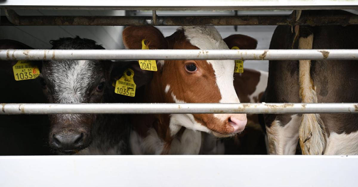 Zunahme-von-unkontrollierten-Rindertransporten-von-sterreich-nach-Algerien