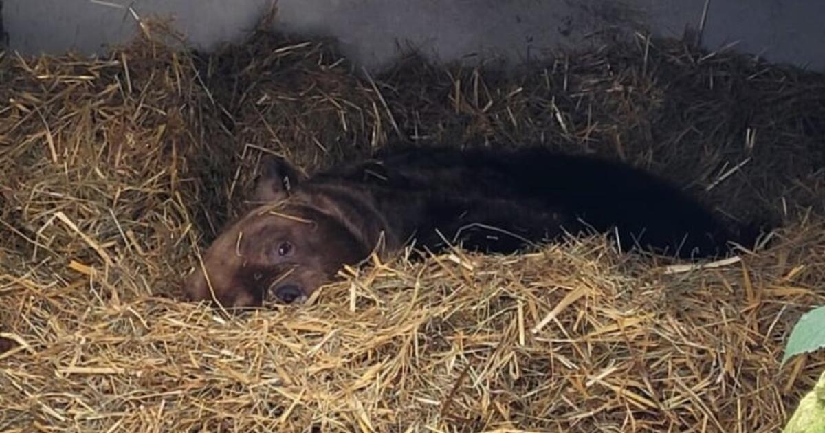 So-bereitet-sich-B-r-Felix-auf-seine-erste-Winterruhe-vor