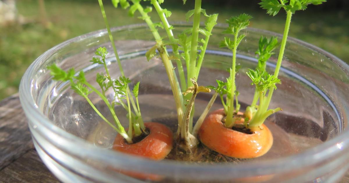 Let-it-grow-Praktischer-Food-Trend-f-r-alle-ohne-Garten