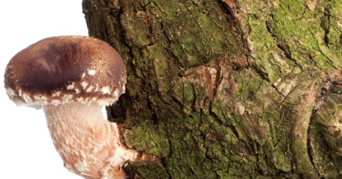 Stammplatz-Shiitake-Pilze-einfach-zu-Hause-z-chten