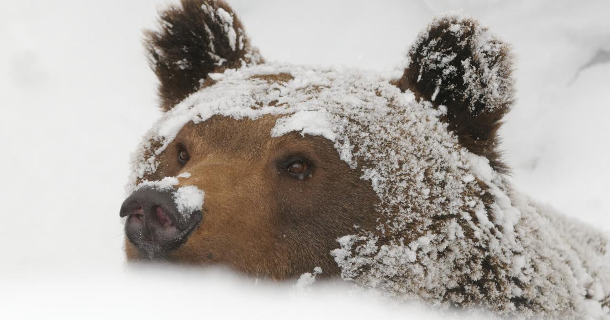 Miese-Winterstimmung-Nicht-f-r-Dezemberkinder-