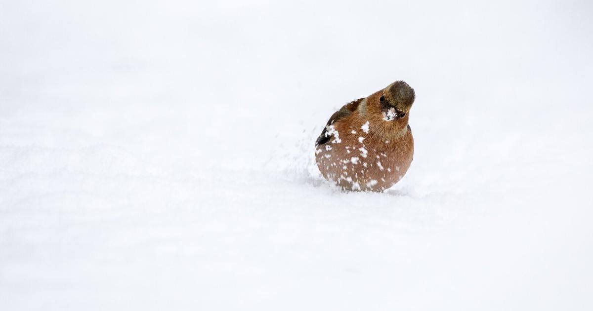 Warum-V-gel-im-Winter-kuscheln-und-was-ihnen-sonst-hilft