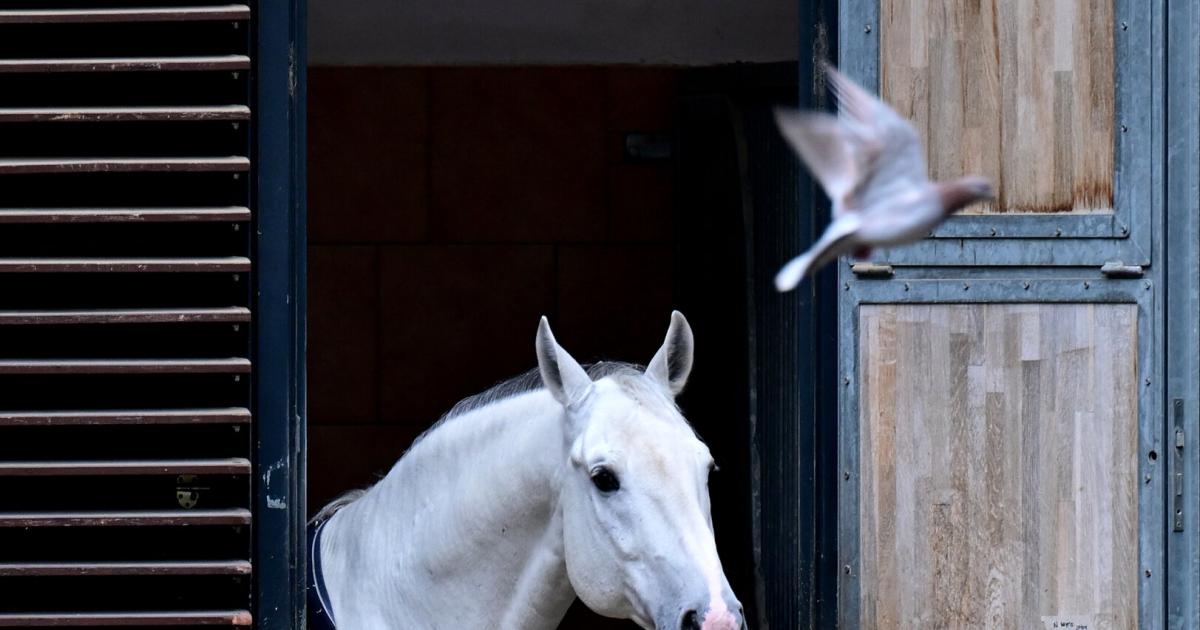 Spanish Riding School: New supervisory board has been appointed