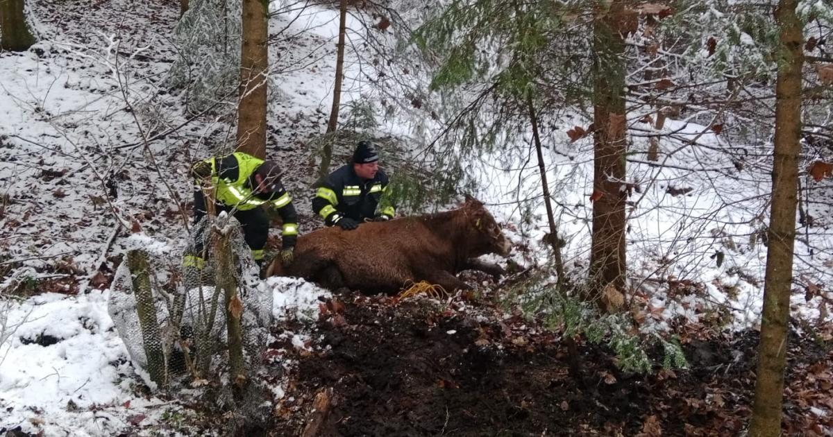 Rinder-auf-der-Flucht-fordern-Feuerwehrleute-im-M-hlviertel