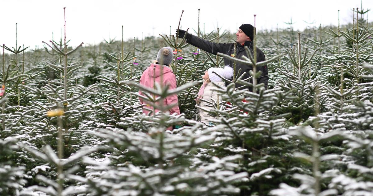 Gro-e-Nachfrage-So-erkennt-man-den-perfekten-Christbaum