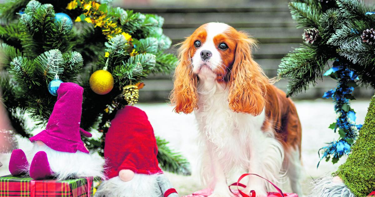 Tiercoach-So-kommen-Hund-und-Katze-gut-durch-die-Weihnachtszeit