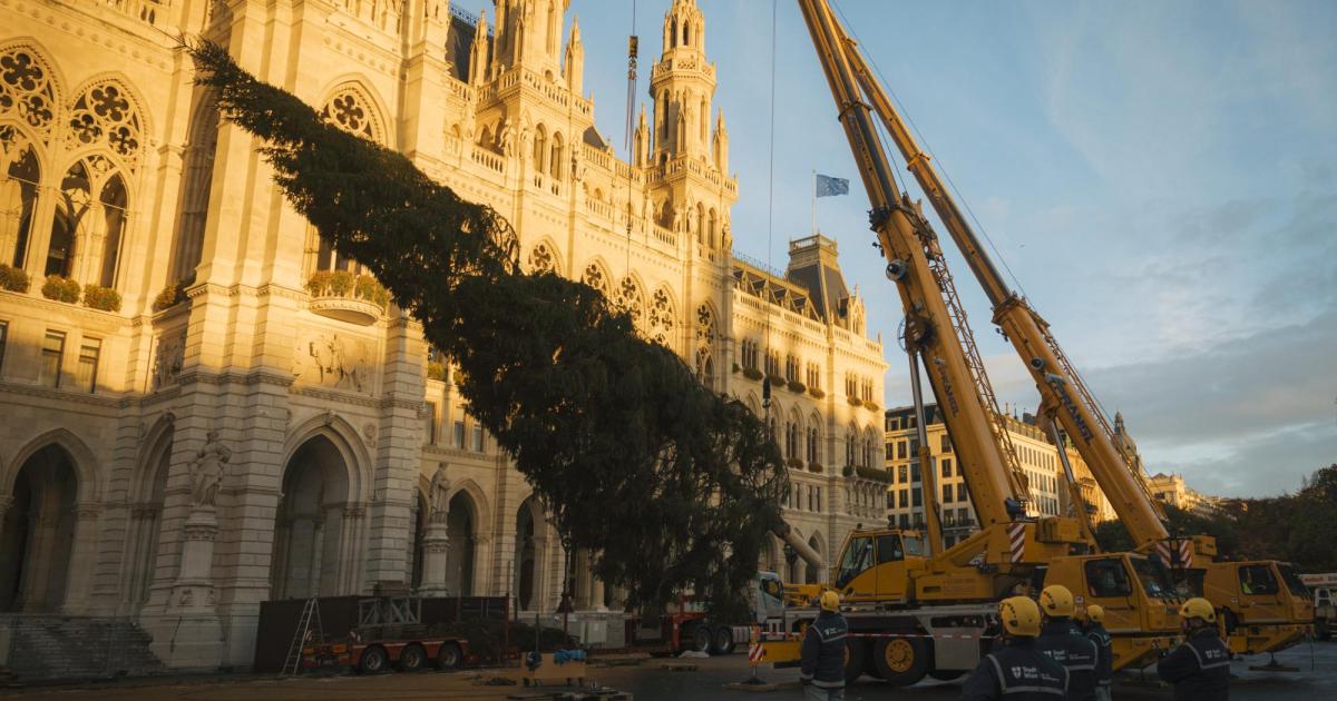 Christbaum-Abstimmung-Welches-Land-hat-den-sch-nsten-Baum-