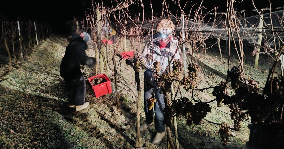 Perfekte-K-lte-N-chtliche-Eisweinlese-bei-minus-8-Grad-in-N-