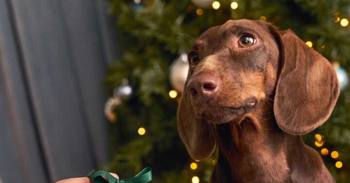 Weihnachten-Die-perfekten-Geschenkideen-f-r-Ihre-Liebsten